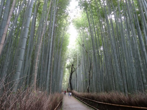 Path of Bamboo in Arashiyama