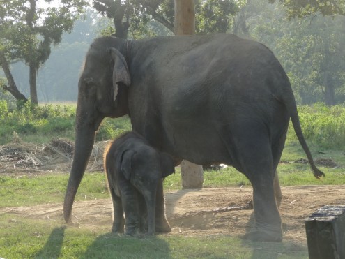 A 3-month baby elephant, already bigger than me