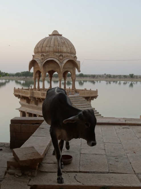 Jaisalmer early riser